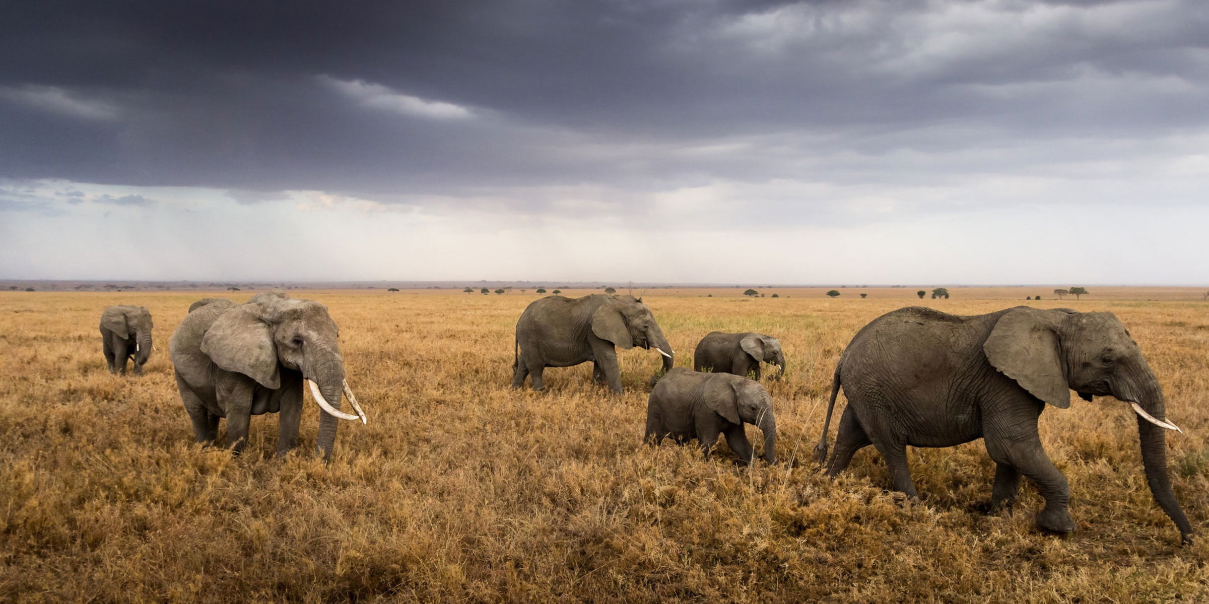 Herd of Elephants with young calves strolling over the savannas in east Africa