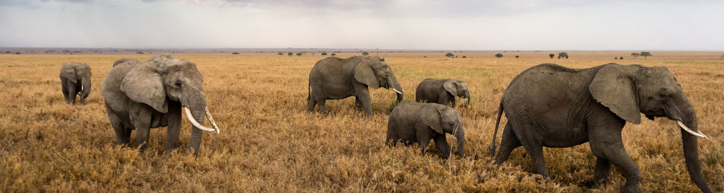 Herd of Elephants with young calves strolling over the savannas in east Africa