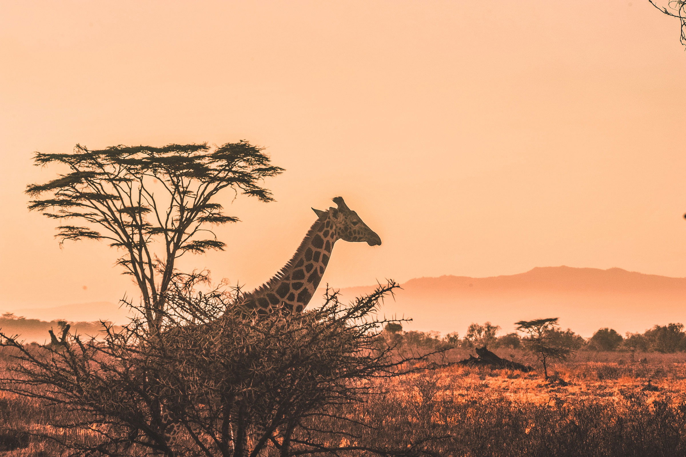 Giraffe in bush at sunset Kruger national park with mountain in background