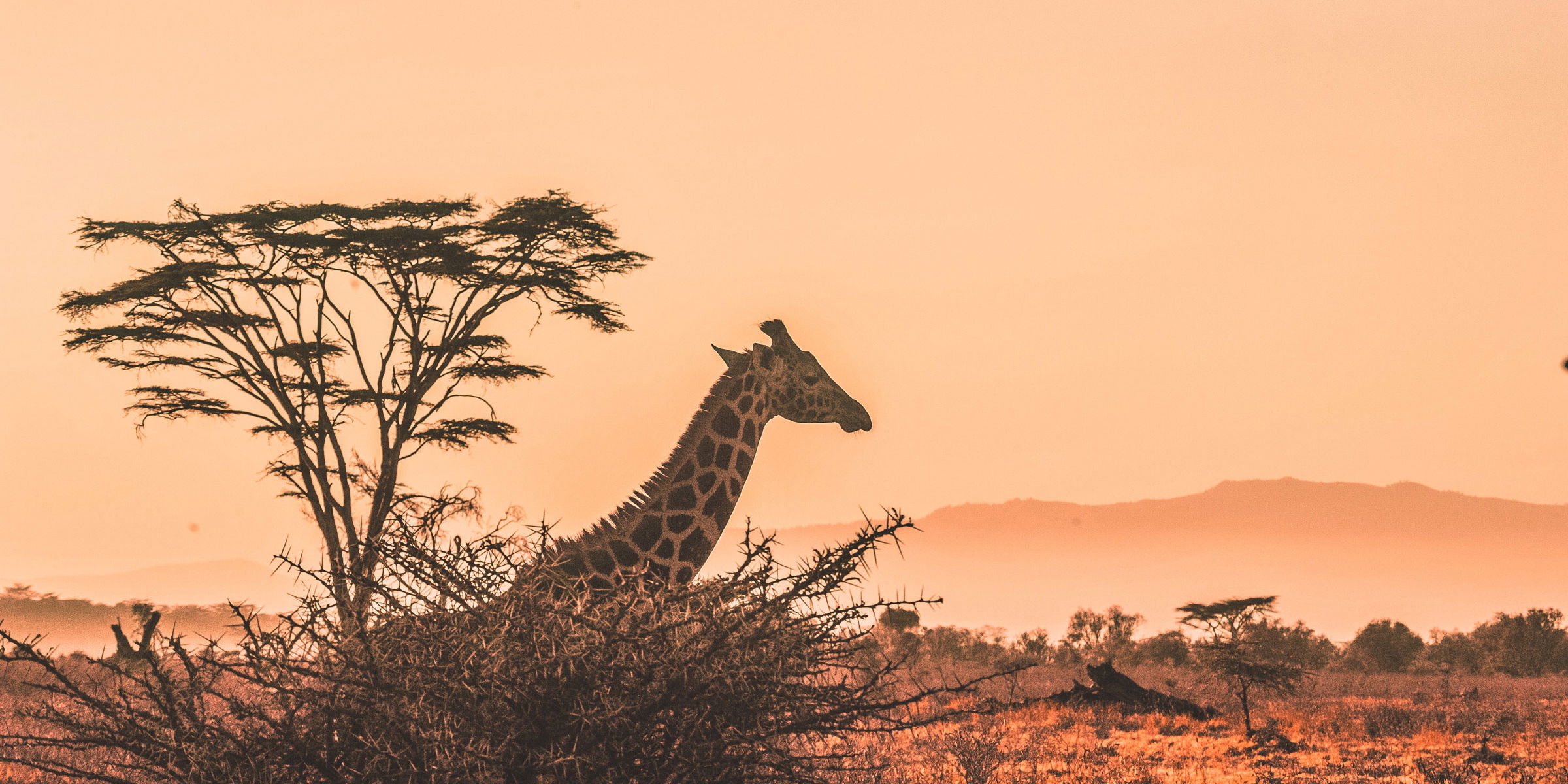 Giraffe in bush at sunset Kruger national park with mountain in background