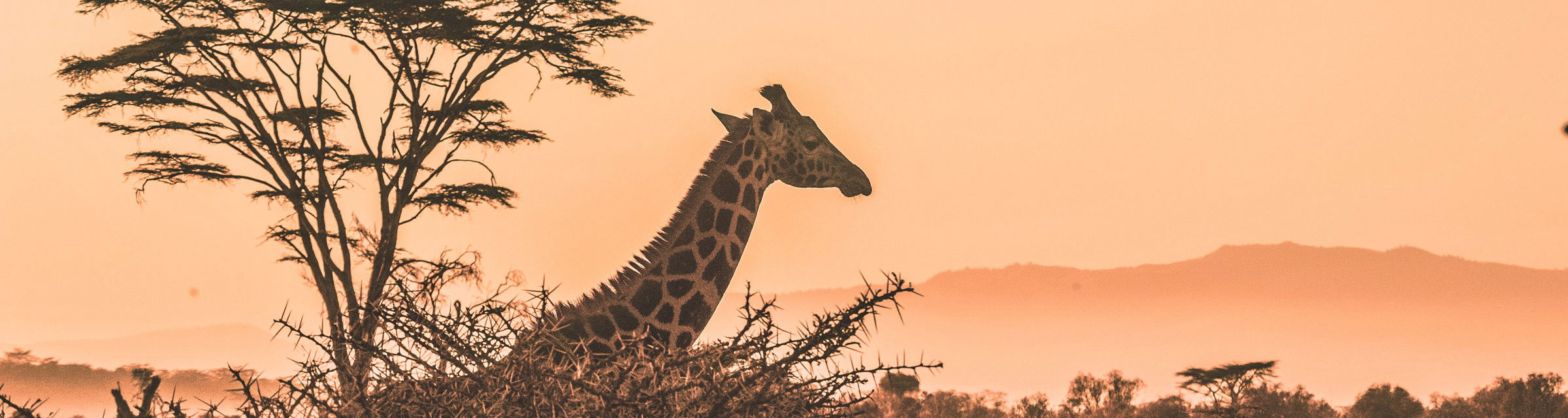 Giraffe in bush at sunset Kruger national park with mountain in background