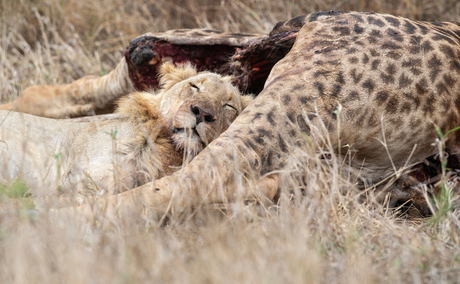 lion sleeping next to a giraffe carcass it killed in Kruger national park lion sleeping next to a giraffe carcass it killed in Kruger national park