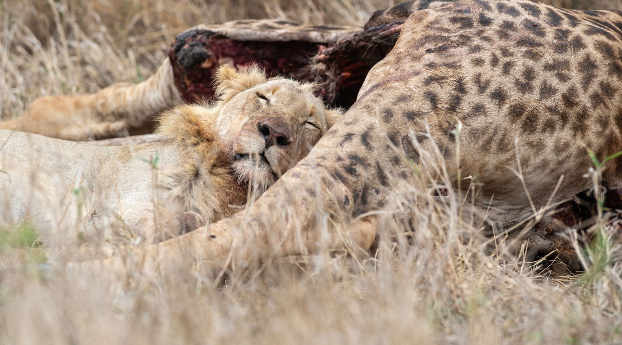 lion sleeping next to a giraffe carcass it killed in Kruger national park