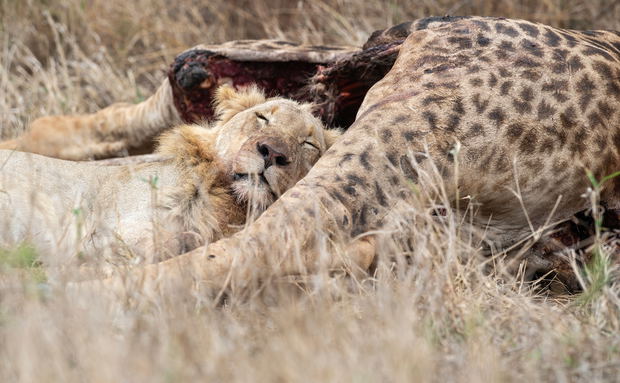 lion sleeping next to a giraffe carcass it killed in Kruger national park