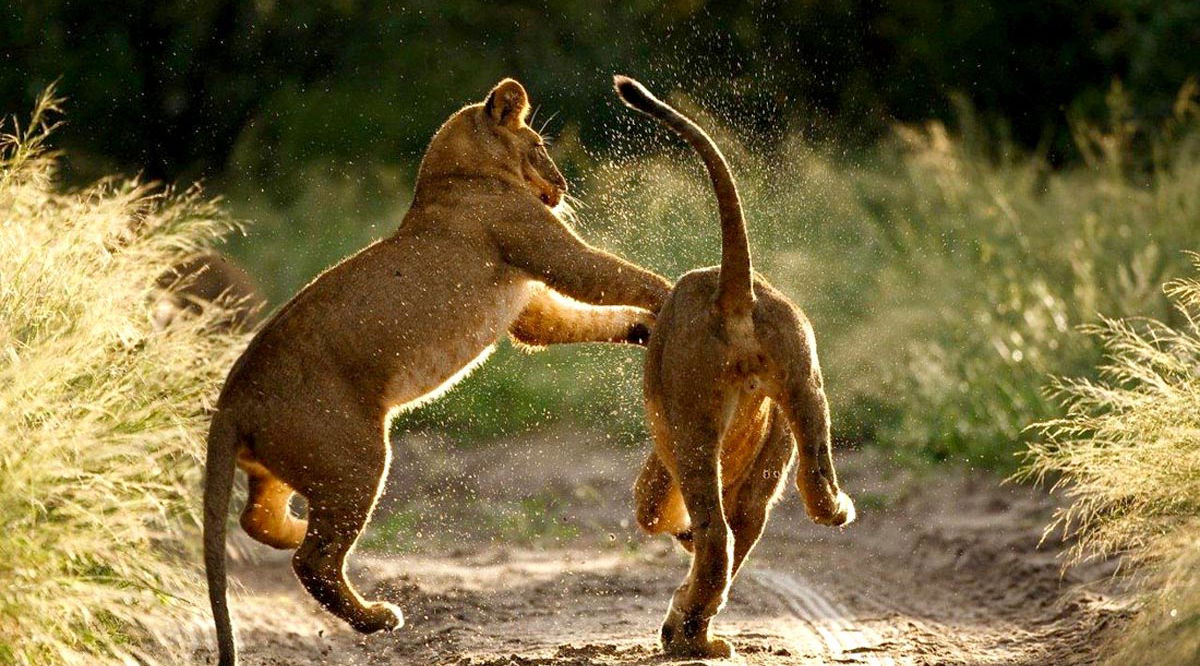 two young lions playing and jumping in road at sunrise
