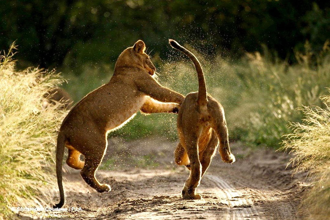 two young lions playing and jumping in road at sunrise