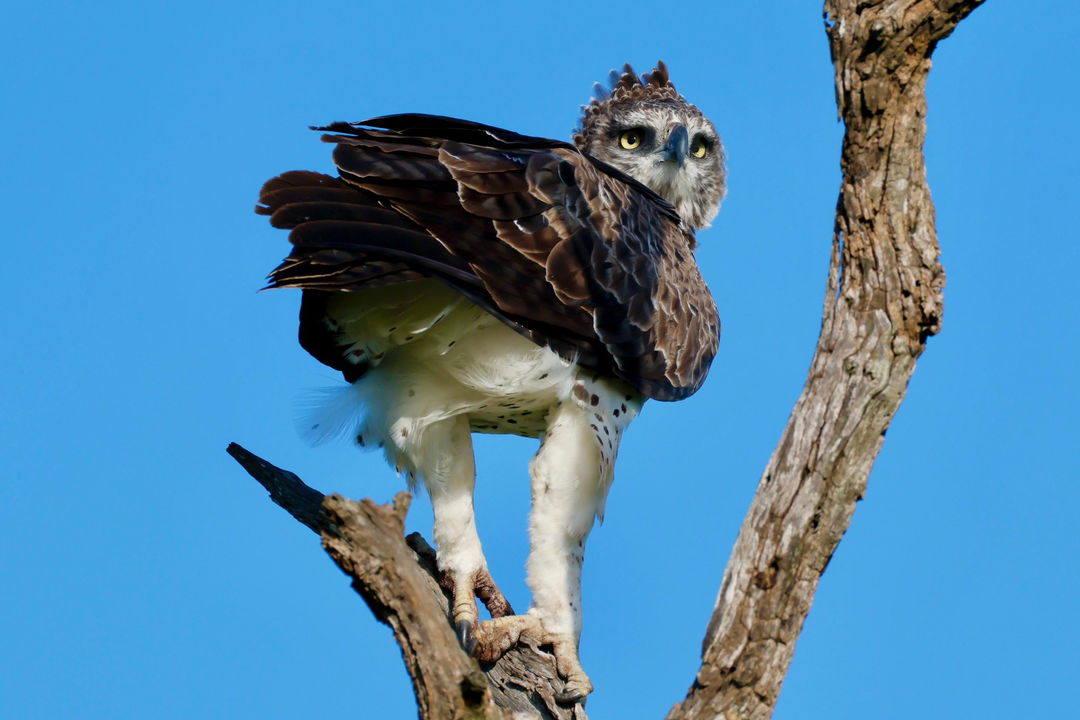 martial eagle in tree looking over shoulder in Kruger national park