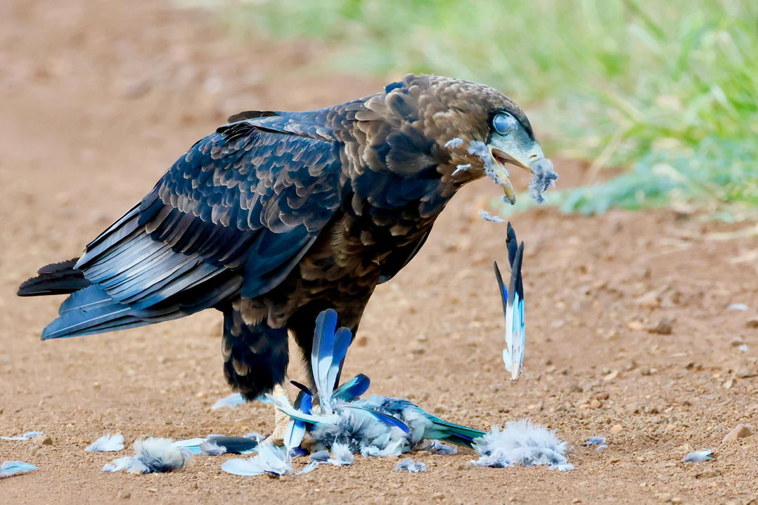 martial eagle on road eating a pigeon in Kruger national park