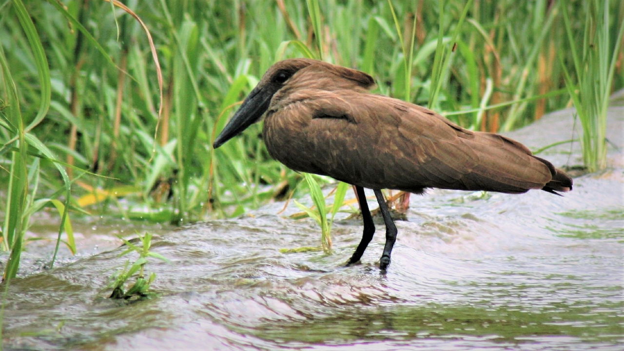 hammer head (hamerkop) bird in river at kruger national park