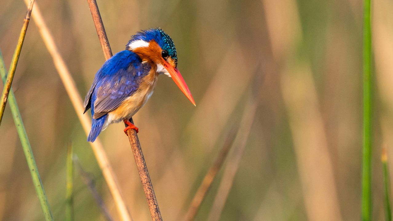 Malachite kingfisher on a reed looking down at water at Kruger National Park