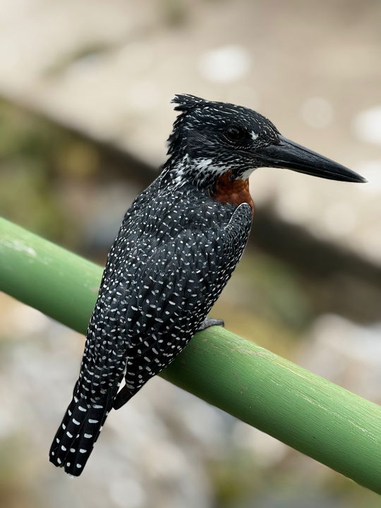 giant kingfisher on a branch in Kruger national park