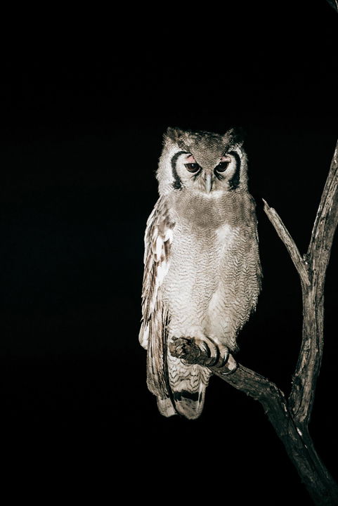 Verreauxs eagle-owl at night time on a branch at Kruger National Park