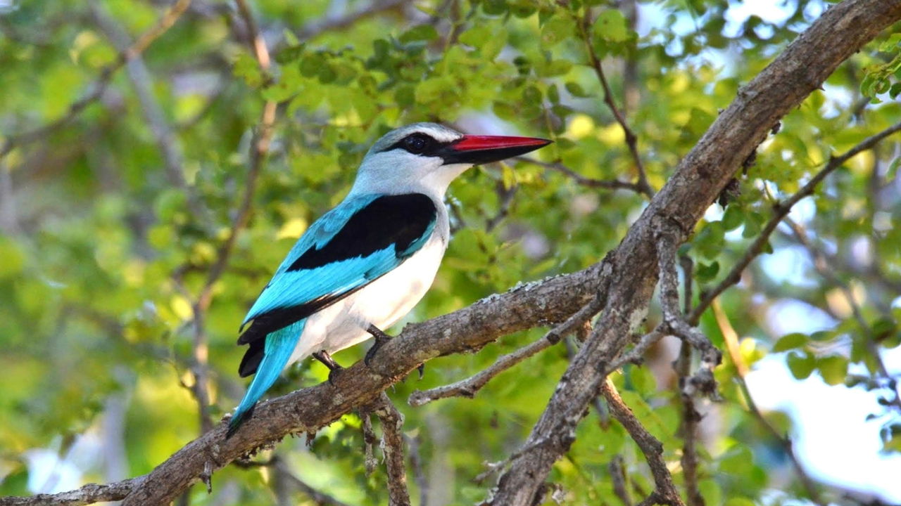 Full view of Woodland kingfisher in a tree at Kruger National Park