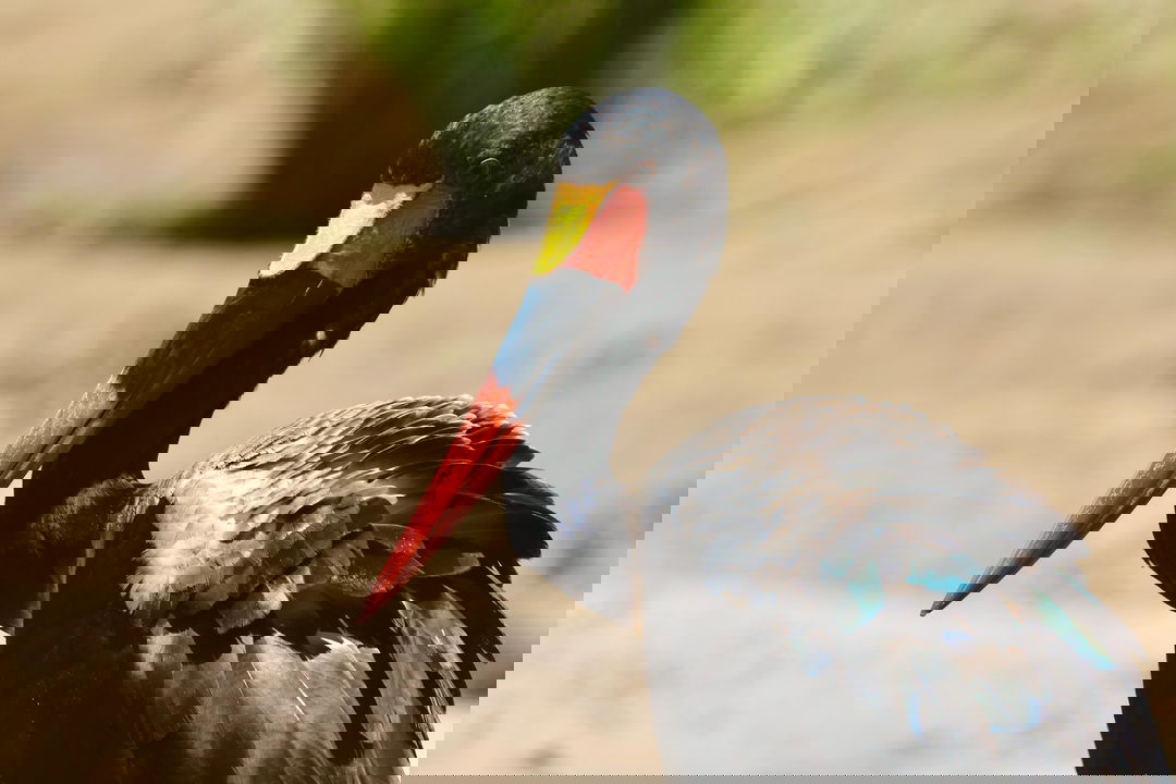 head of saddle bill stork in the Kruger national park
