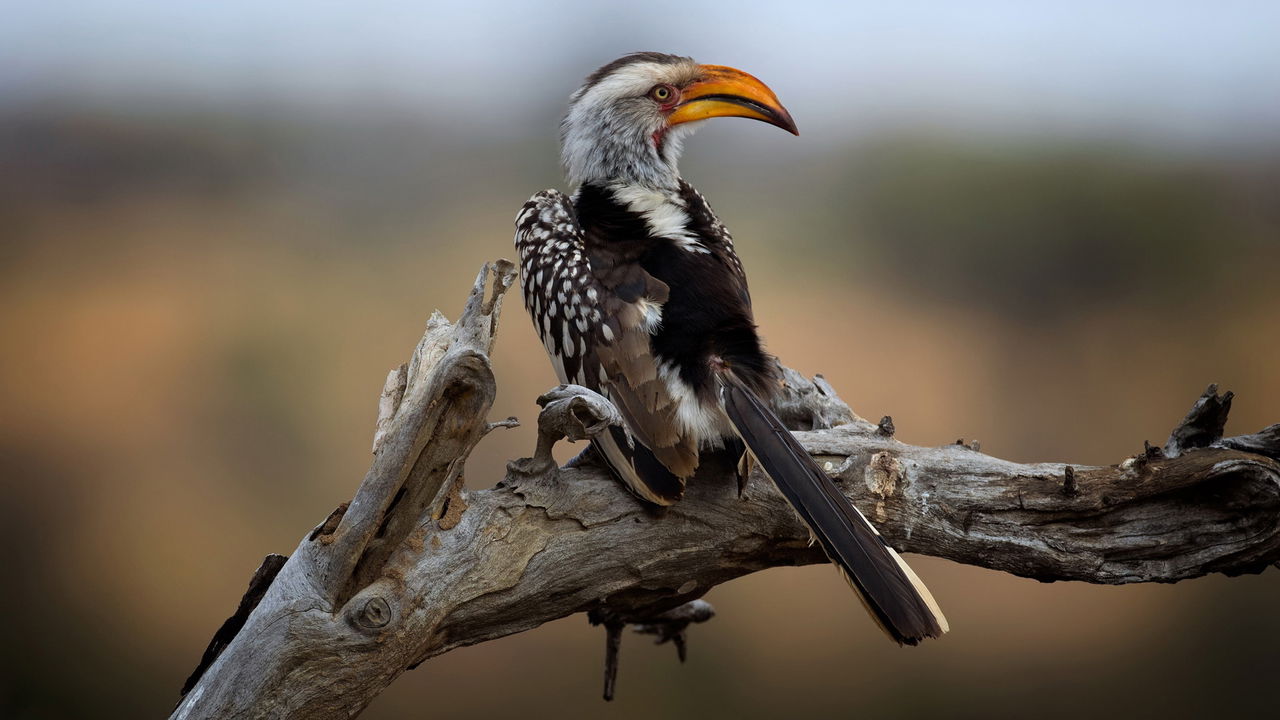full view of African hornbill on a single branch Kruger national park