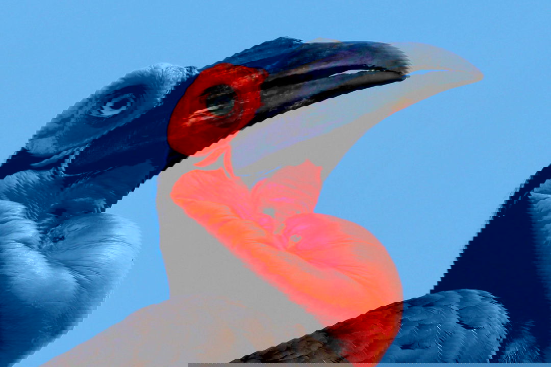 head image of a African hornbill in the Kruger national park