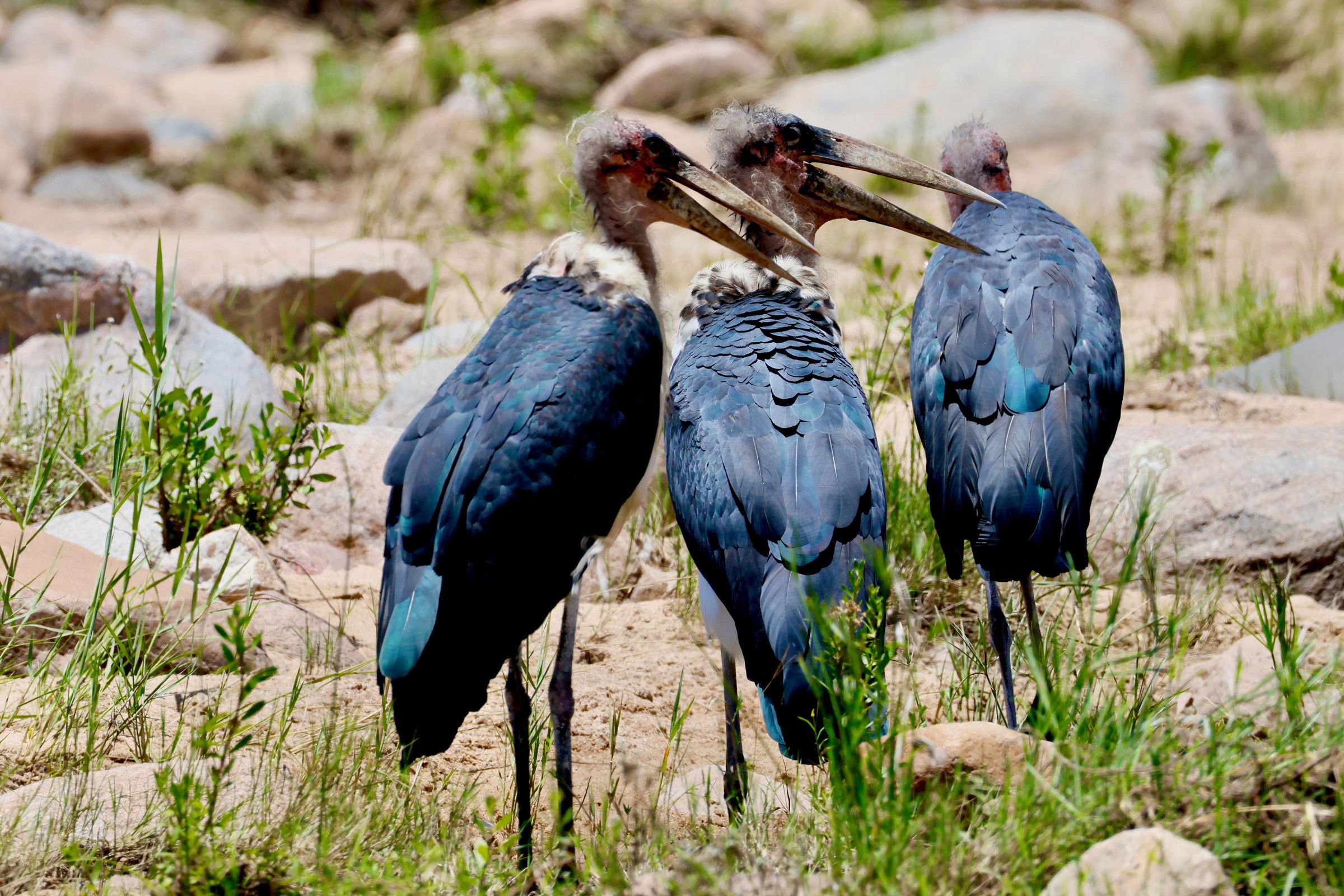 three marabou storks in riverbed at Komati river
