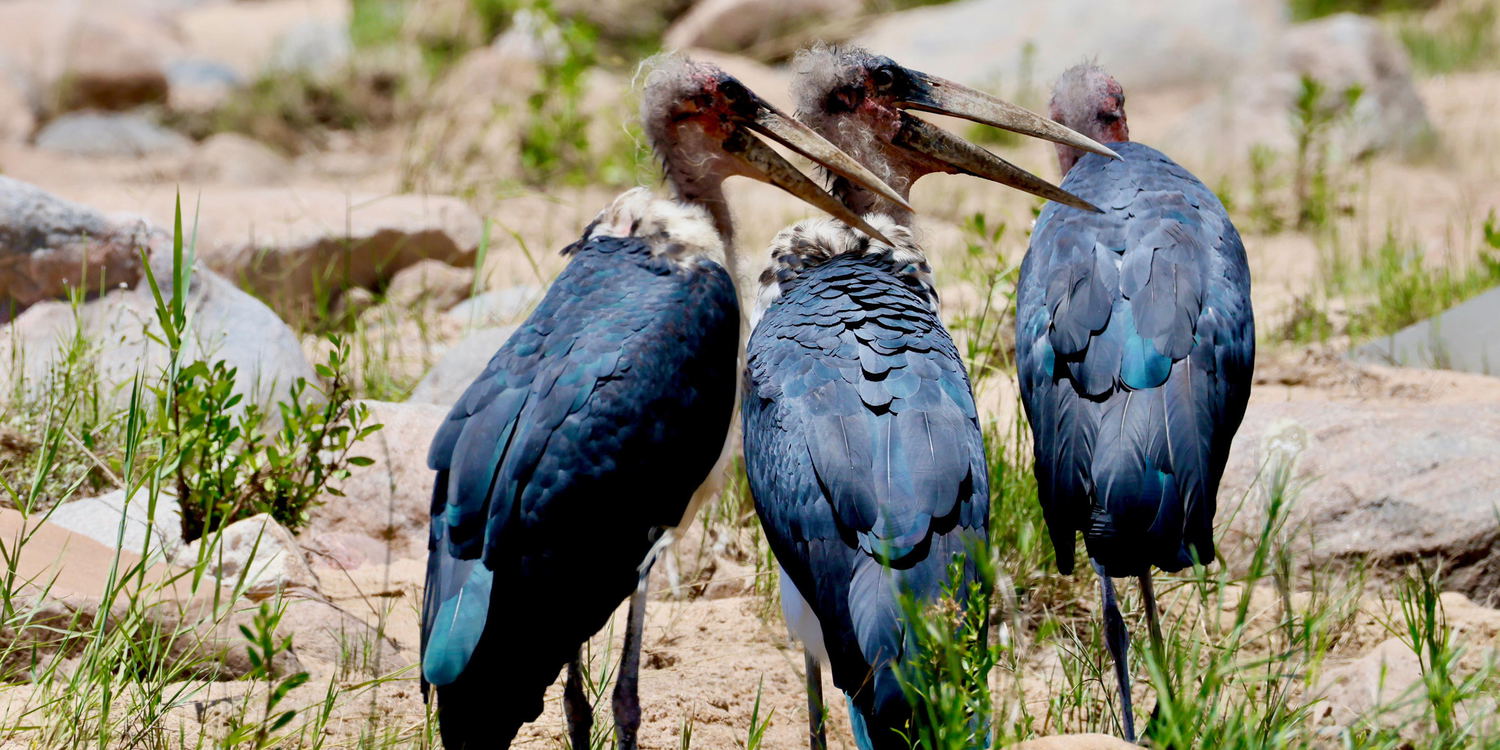 three marabou storks in riverbed at Komati river