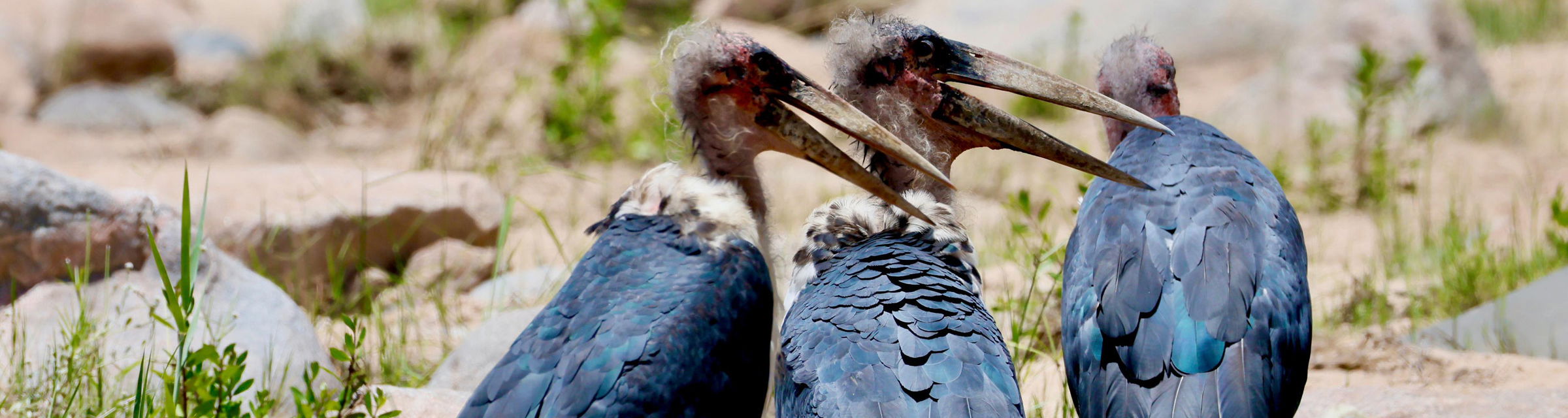 three marabou storks in riverbed at Komati river