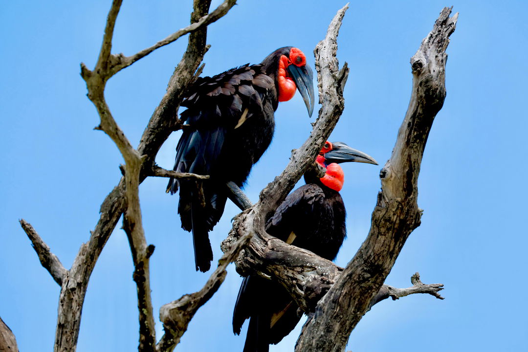 two African hornbills in tree at Kruger national park