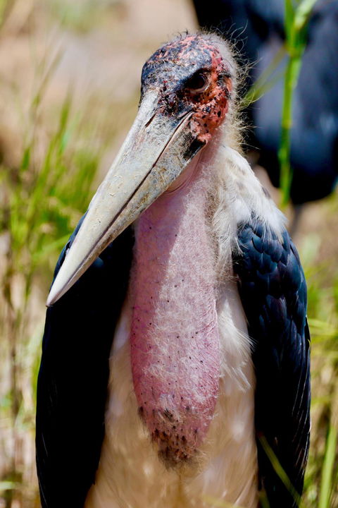single marabou stork in the Kruger national park