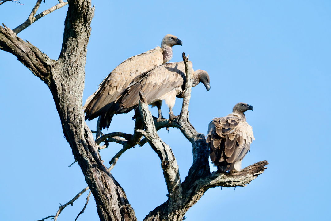 Three white backed vultures in a treetop looking down at KNP