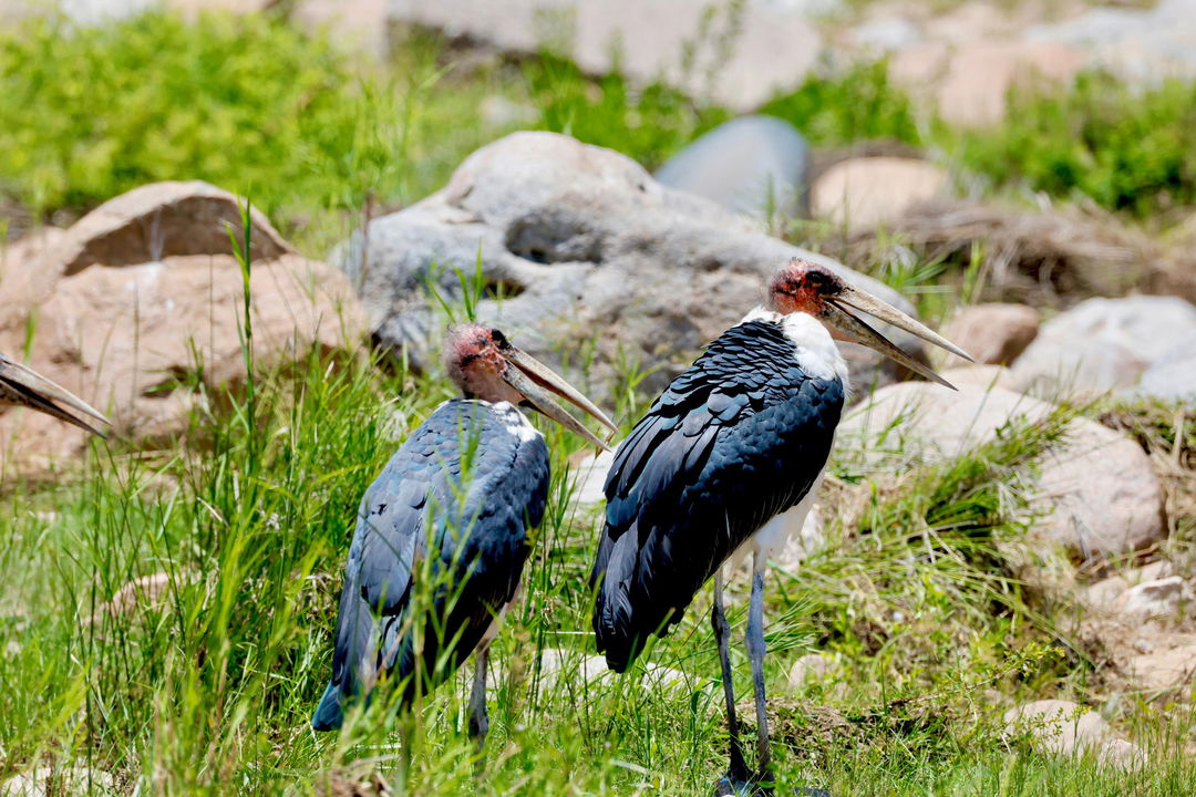 two marabou stork in grassland of Kruger national park