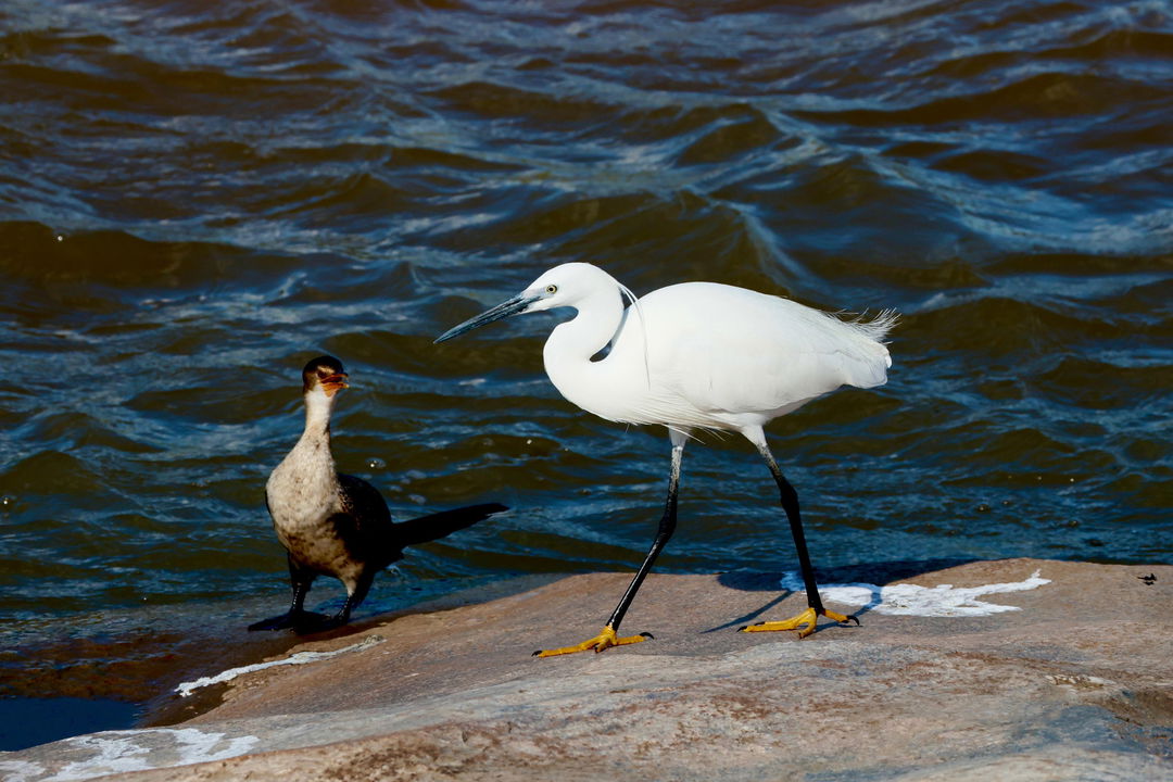 little egret at waterside spotted at Kruger national park