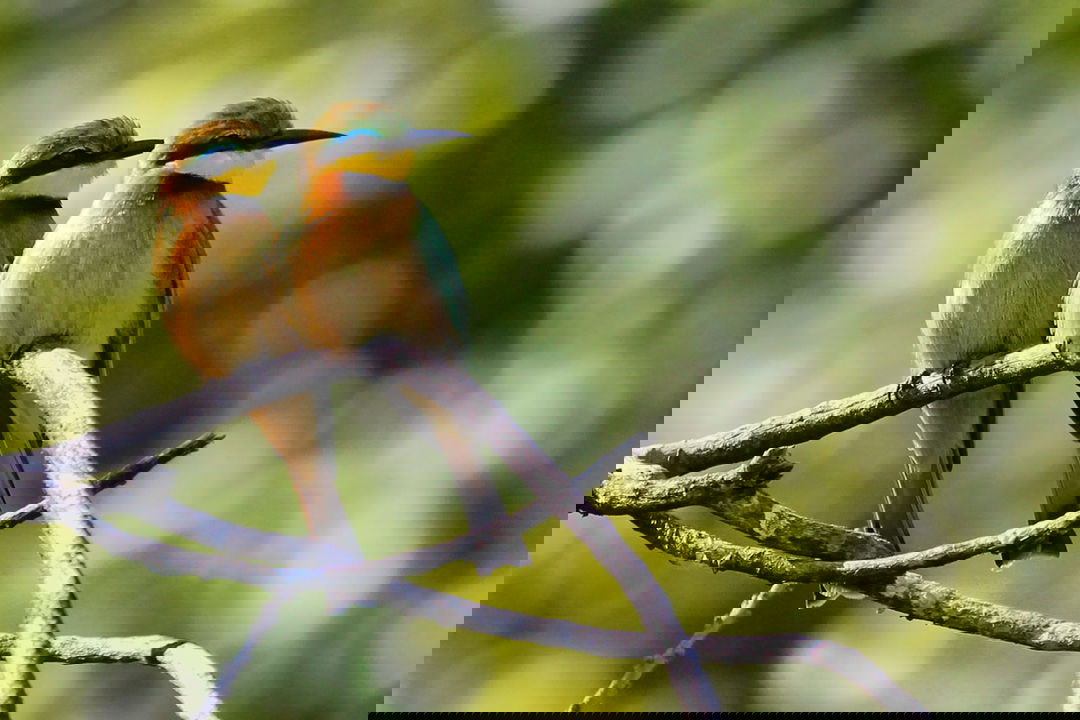 two European bee eaters on a branch looking to the side in Okavango delta Botswana