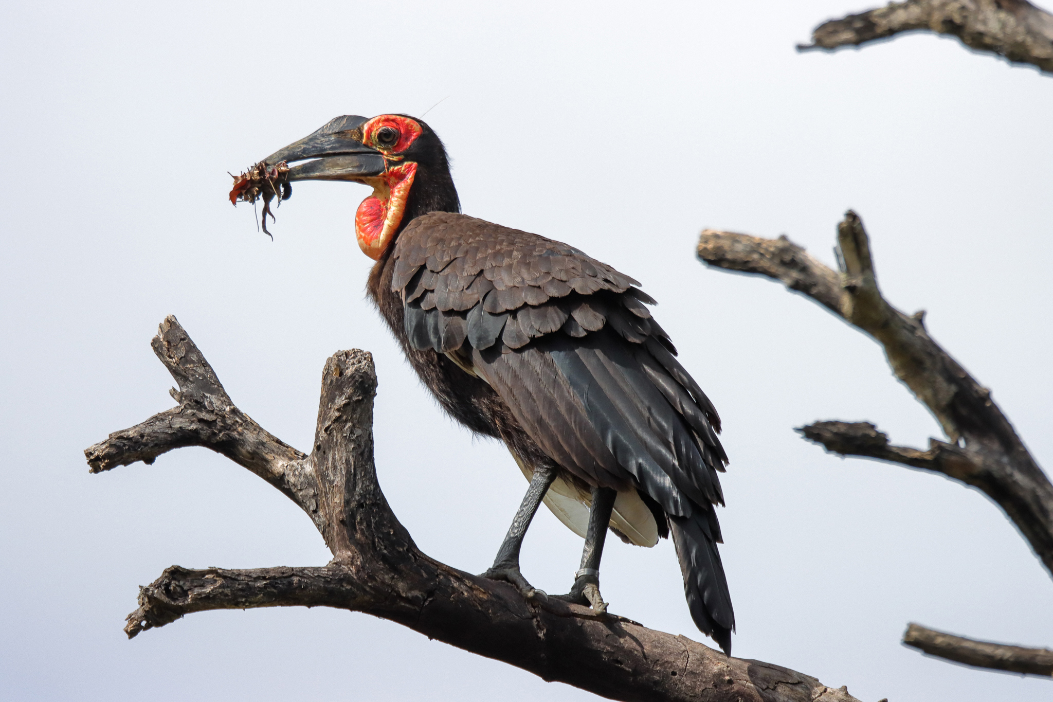 ground hornbill in a tree with catch in mouth