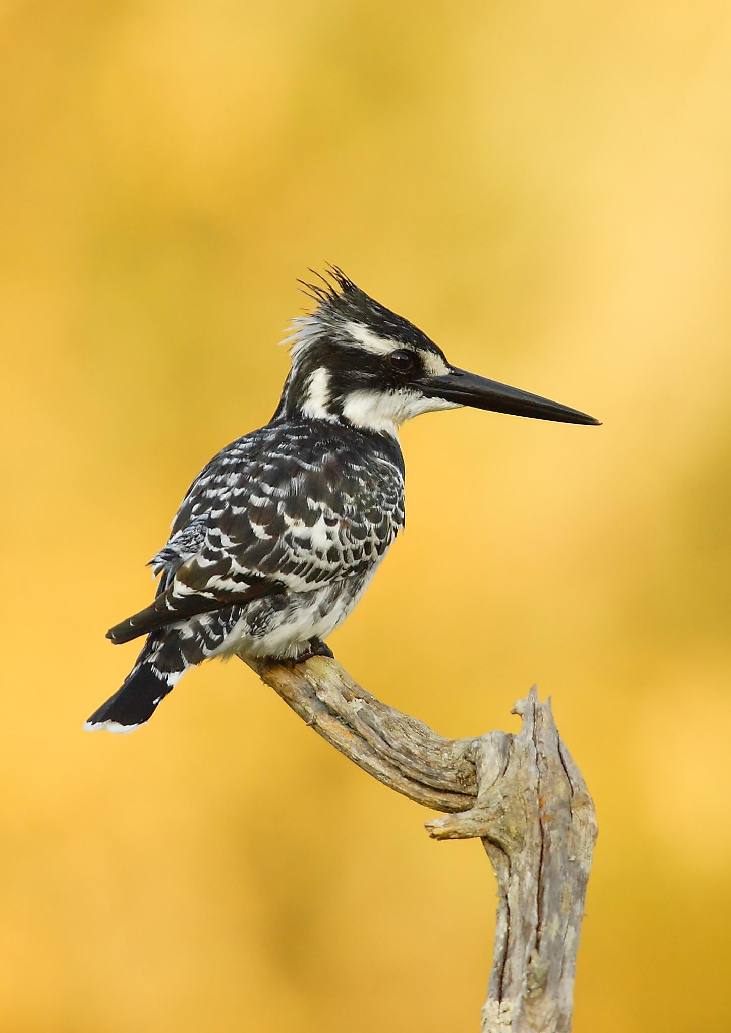 pied kingfisher on a branch in kruger national park
