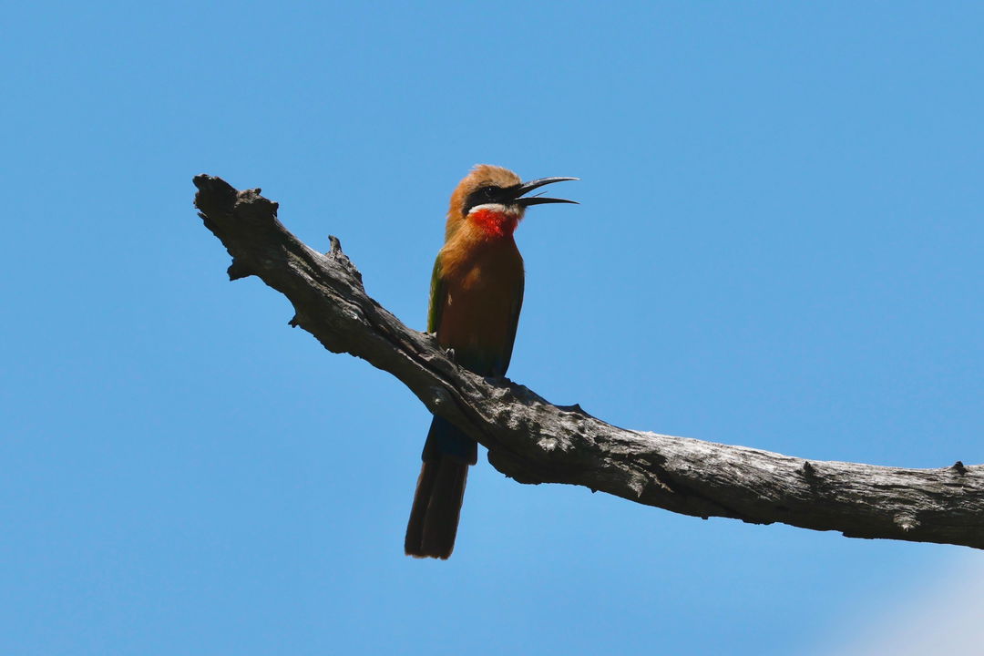 European bee eater on branch with open beak