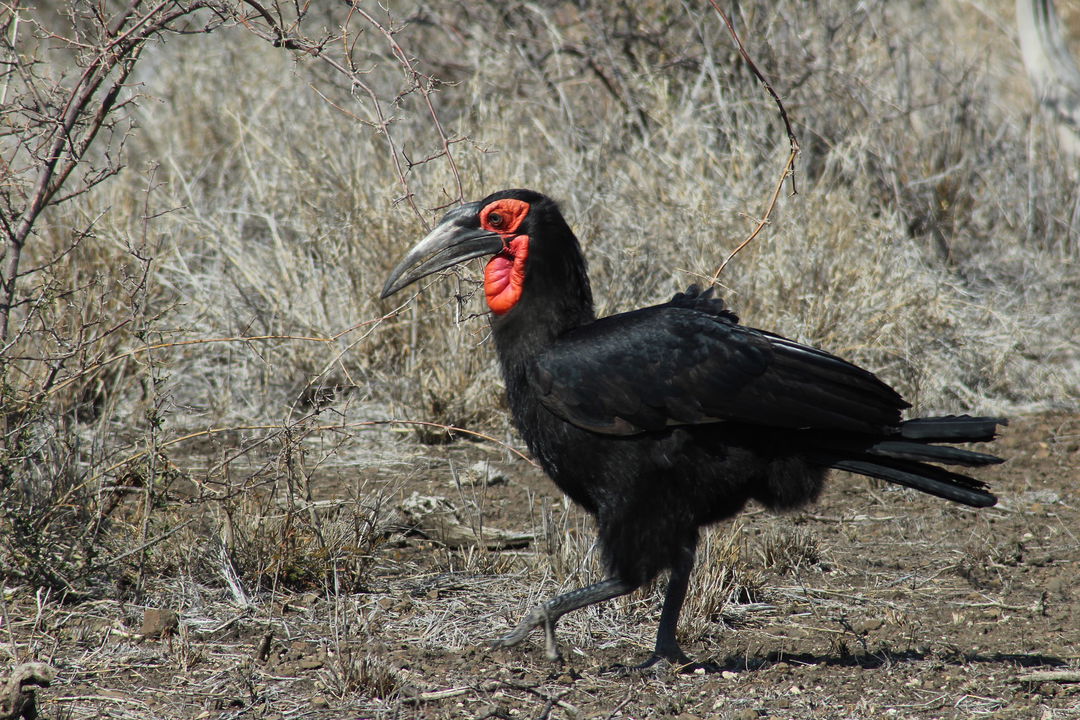 ground hornbill walking in tall grass Kruger national park