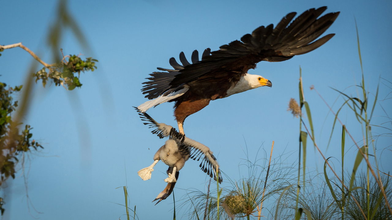 African fish eagle with young waterbird catch in flight at Kruger National park
