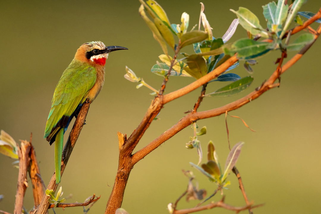 side view of a White-fronted bee-eater Bird on a branch at Kruger National park