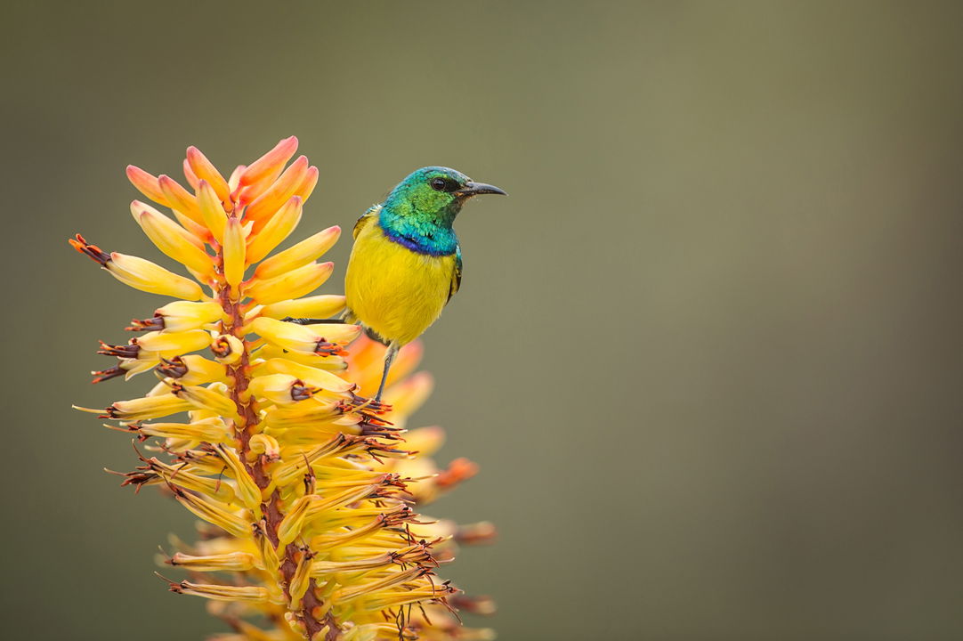 Collared sunbird on a flower in Kruger National Park