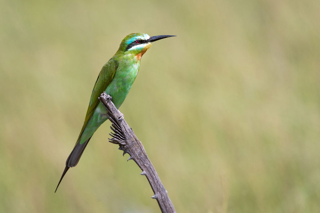 Blue-cheeked bee-eater Bird on a branch in Kruger national park
