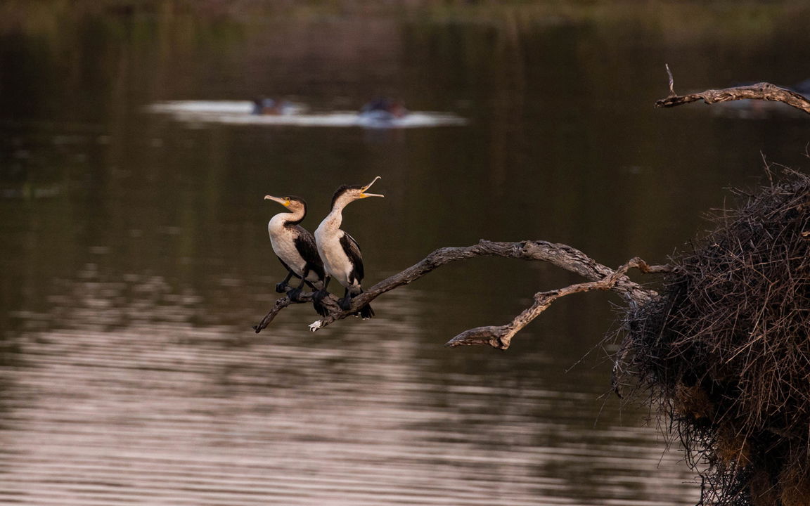 two White-breasted cormorants on a branch at ulusaba lodge