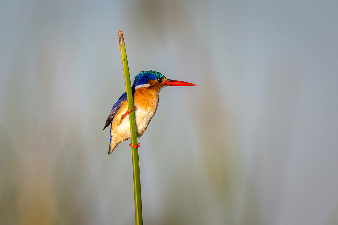 full view of a Malachite kingfisher on a reed at Kruger National Park