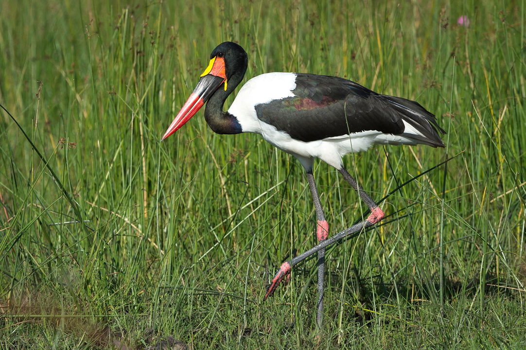 saddle bill stork wading in grass at Kruger National Park