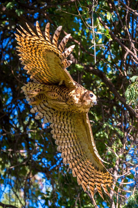 Pels fishing owl in flight at Okavango Delta