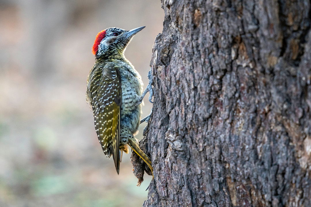 Golden Tailed woodpecker on tree bark in Kruger National Park