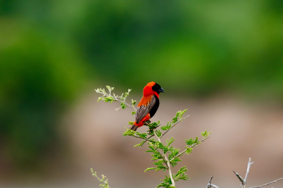 red finch on a branch full side view