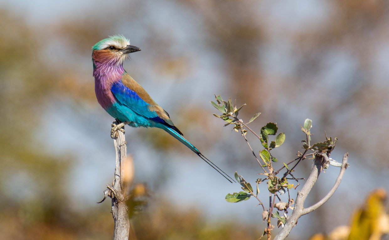 full view lilac breasted roller perched on a branch Kruger national park