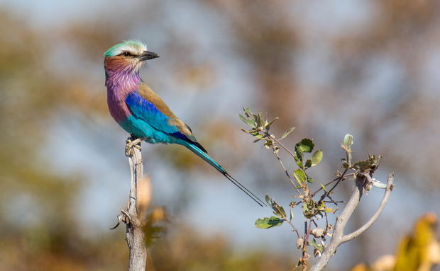 full view lilac breasted roller perched on a branch Kruger national park full view lilac breasted roller perched on a branch Kruger national park