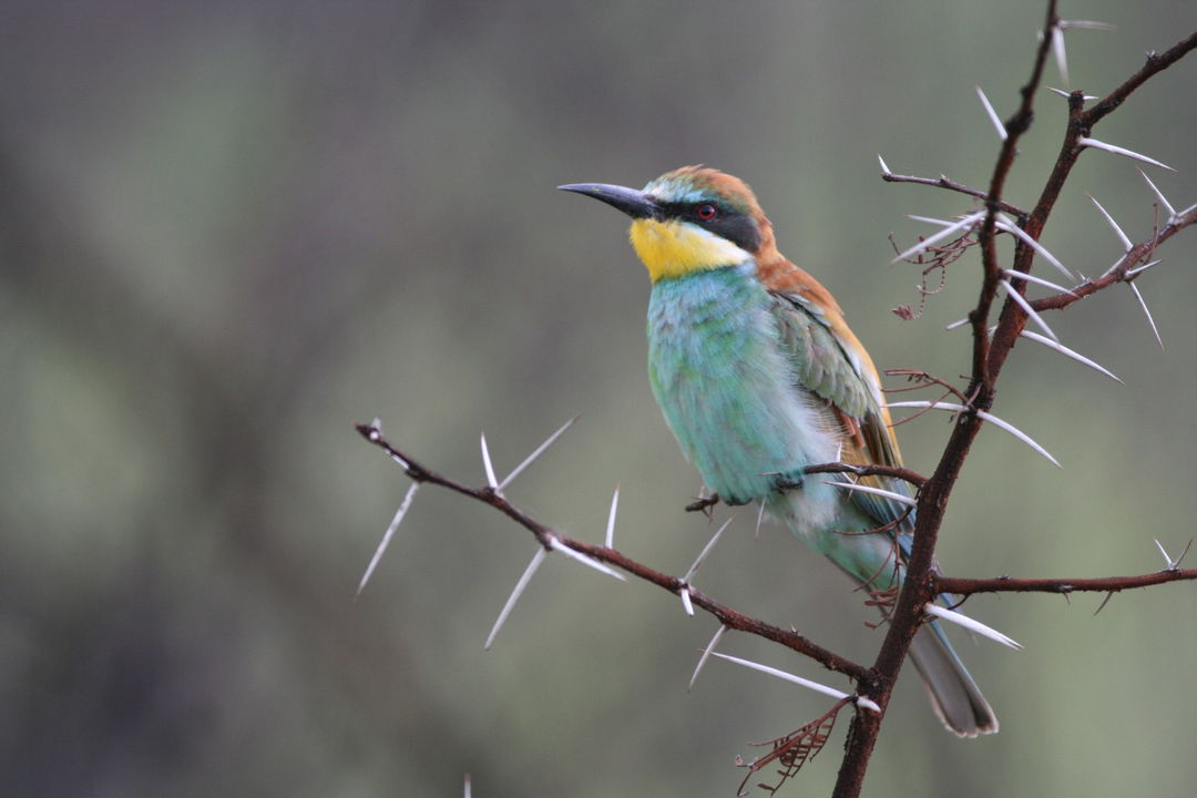 full view of European bee eater between thorny branches Kruger national park