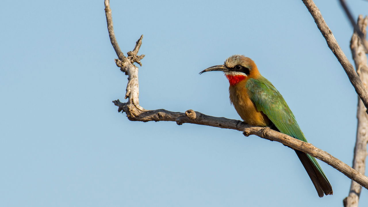 white fronted bee eater on a branch in the Okavango Delta