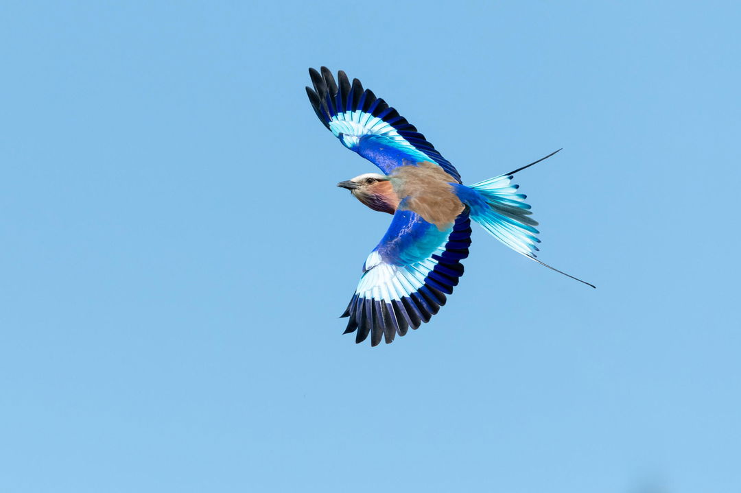 lilac breasted roller in full flight with open wings showing colours at Kruger National park
