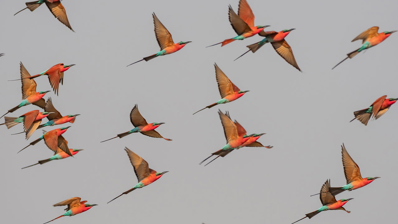 flock of southern carmine bee eaters in flight in Okavango delta