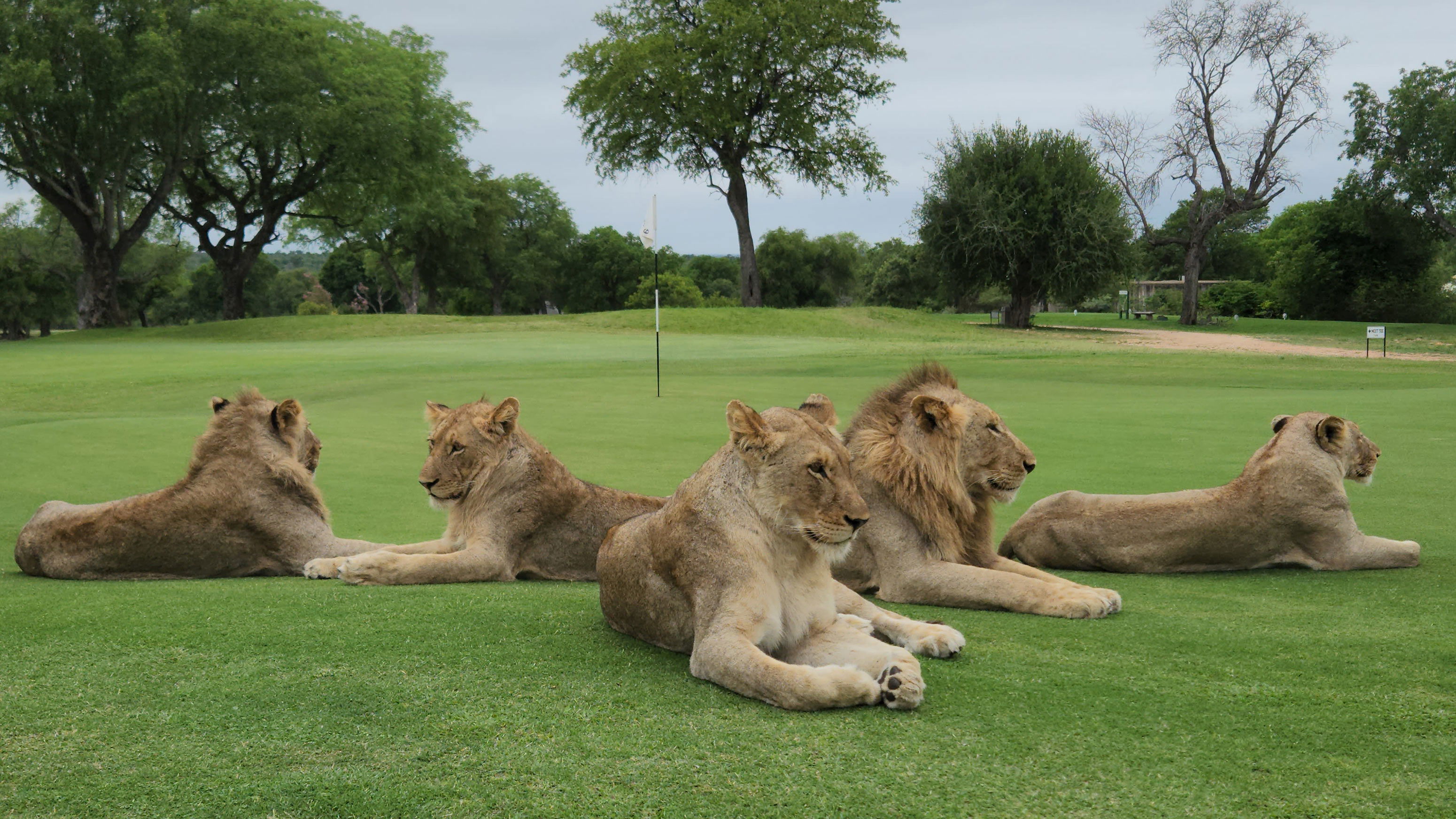 5 lions lying on the green of skukuza golf course Kruger national park